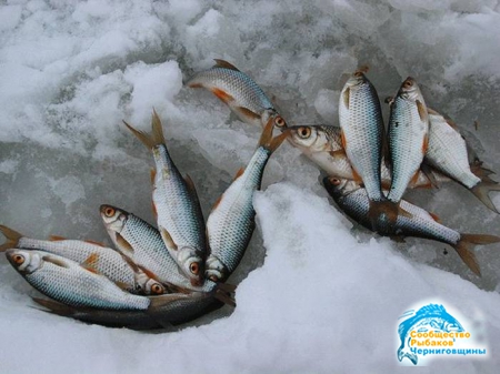 Ловля на покаток - зимние способы ловли рыбы