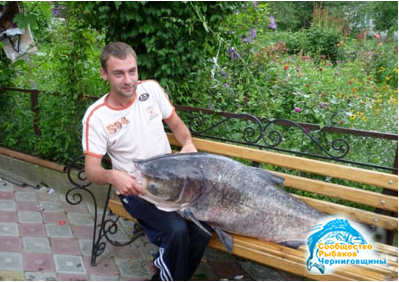 Толстолобик на 37 кг. пойман в Тернополе