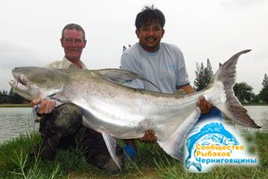 Англичанин поймал рекордного сома в реке Чао-Праи