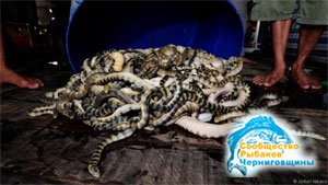 В Таиланде рыбаки ловят ядовитых морских змей голыми руками
