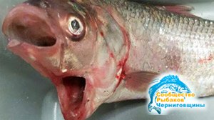 Рыбы-мутанты в Австралии