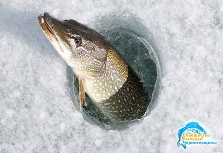 Зимняя рыбалка: как правильно ловить рыбу зимой?