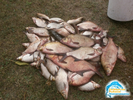 Фото отчет о рыбалке на Днепре - разное