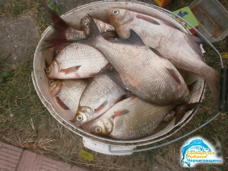 Фото отчет о рыбалке на Днепре - разное