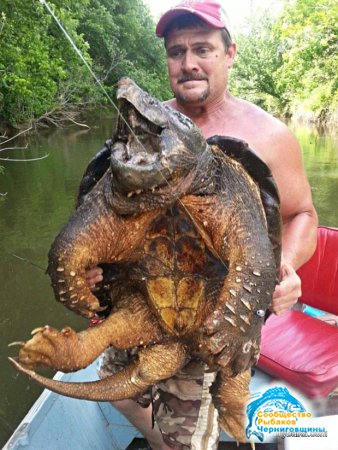 В США Рыбалка поймал доисторическую черепаху