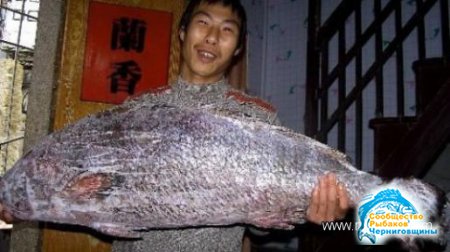В Китае поймали рыбу стоимостью $500 тыс.