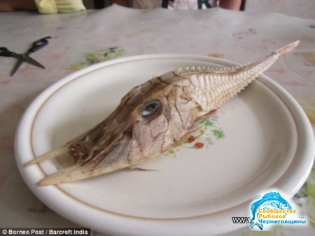 В Южно-Китайском море была поймана необычная рыба