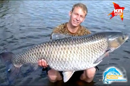 Рыбак из Тверской области выловил из озера Удомля белого амура весом 27,6 кг.