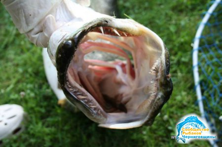 В Финляндии рыбак поймал щуку с ондатрой в желудке