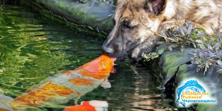 Возможна ли дружба между собакой и рыбой? 