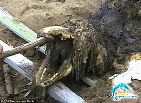 Российские войска нашли на берегу ужасное существо из морской пучины
