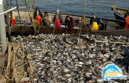 Сегодня отечественная рыбная отрасль поставлена на грань уничтожения