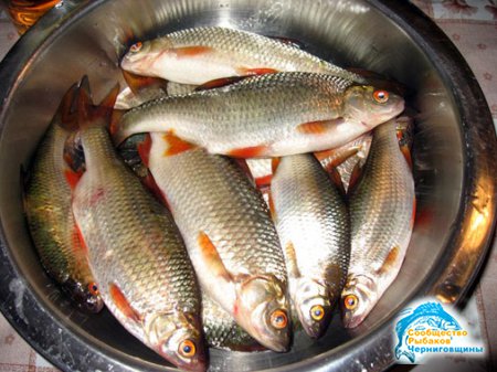 Как солить речную рыбу?