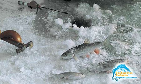   Рыбалка на голавля в конце зимы